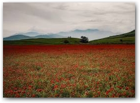 Цветение маков, горы Кызыл-Дыйкан, Чуй.Фото: М.Флинт